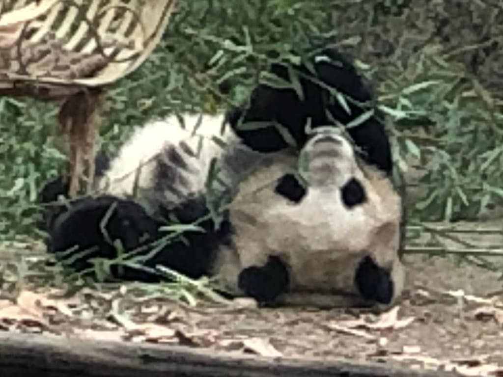 パンダ