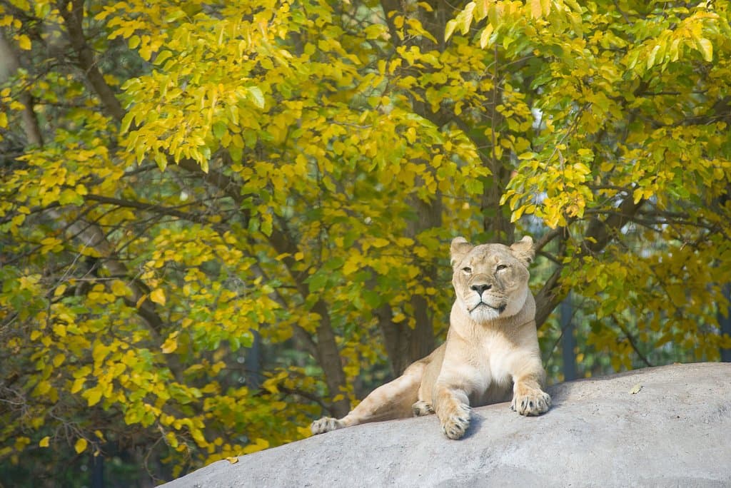 Meet Mashavu on your next visit! She's the mother of our three young triplets, Hodari, Kamara, and Zuri. Credit: Christopher May
