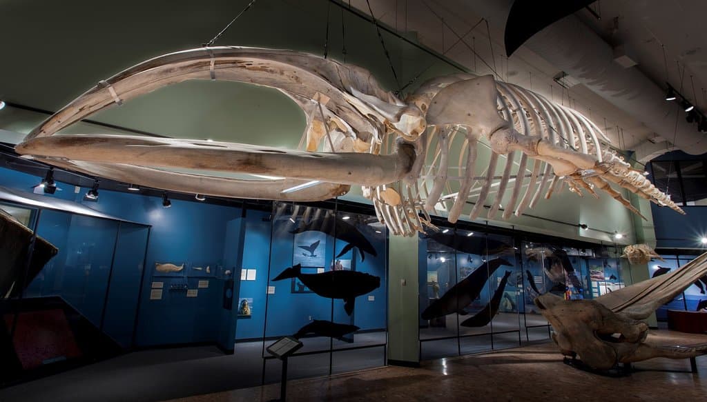 Hall of Great Whales