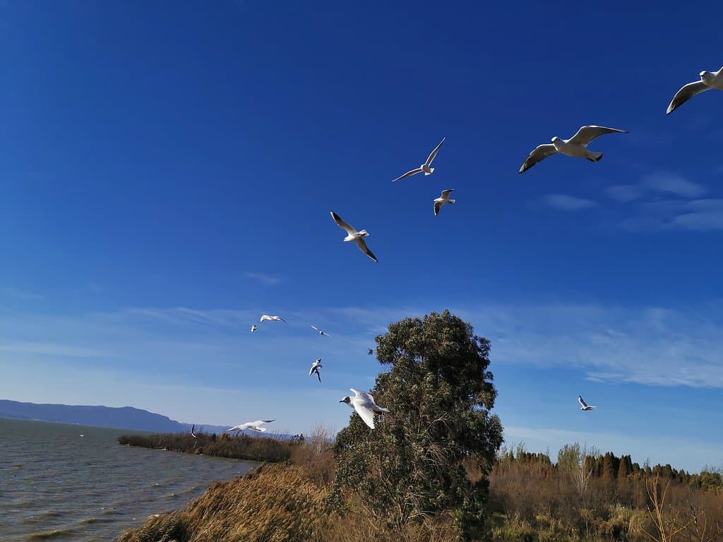 seagulls are cute. 