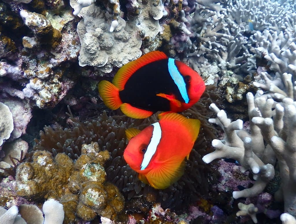 ハマクマノミ。クマノミも含め小魚系はいくらでも見れます。