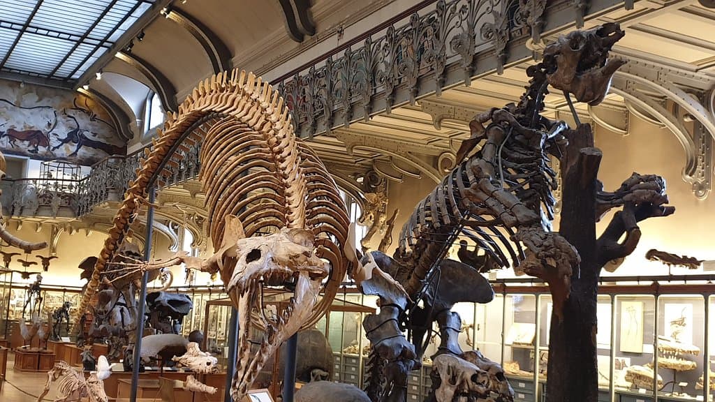 A gauche squelette de "Sarcosuchus" (crocodile géant aujourd'hui disparu).