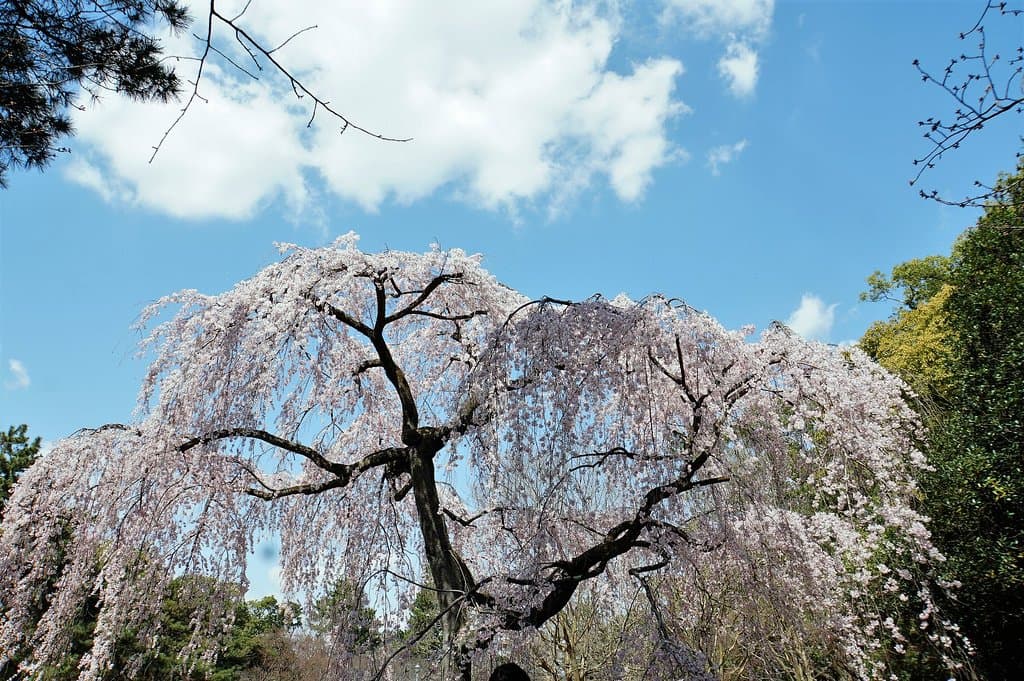 Kyoto Gyoen National Garden