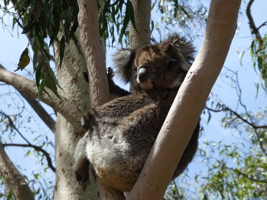 Koala Corner