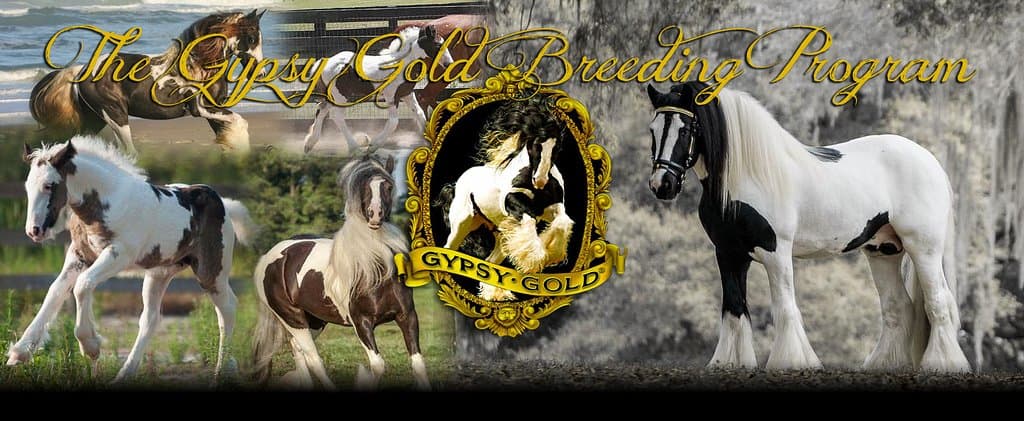 Gypsy Gold's breeding program is the foundation of the Gypsy Vanner breed.