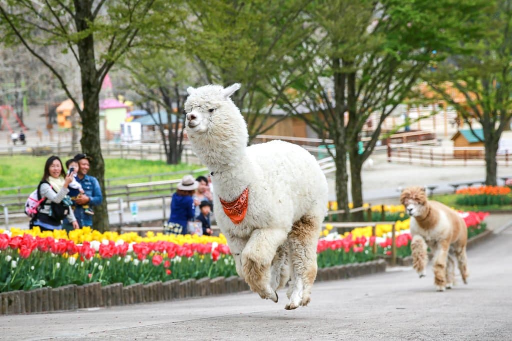 土日祝日開催！動物たちのGO!GO!ラッシュ！
動物さんたちが1日のお仕事を終え、牧舎にモ～ダッシュで帰る姿が見られます。