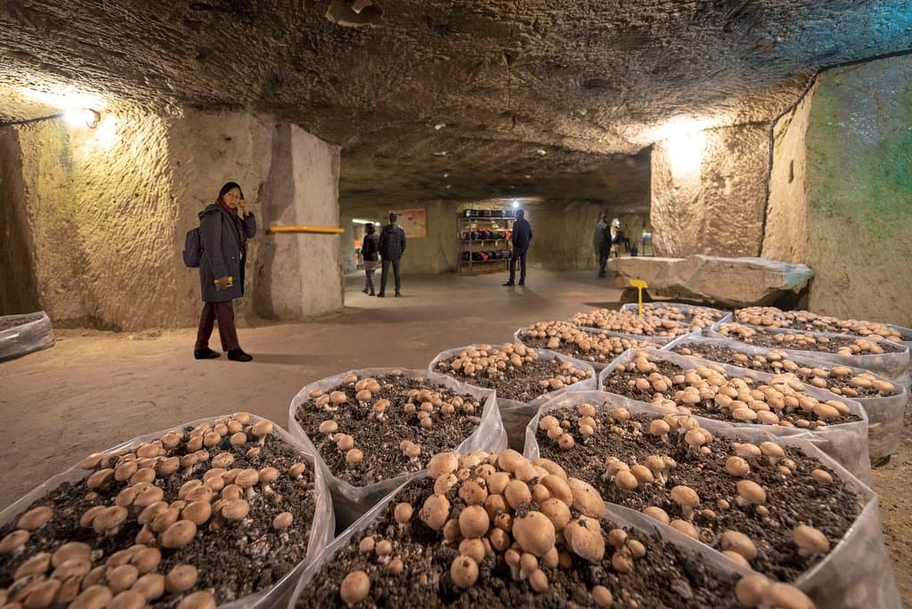 musée du Champignon