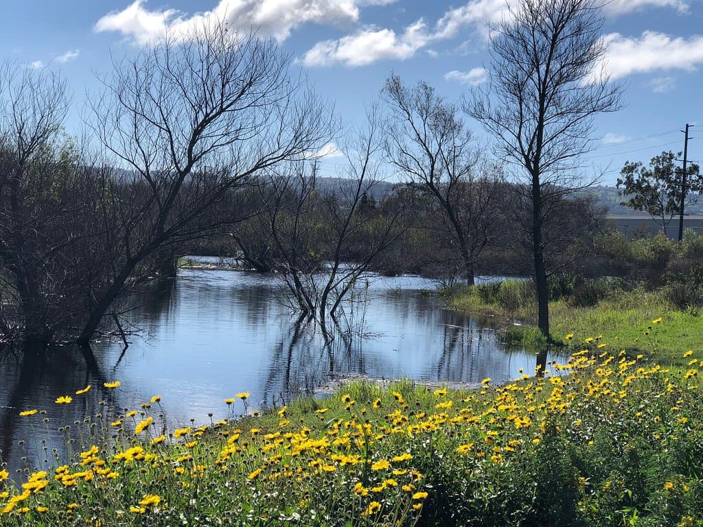 Madrona Marsh Preserve and Nature Center