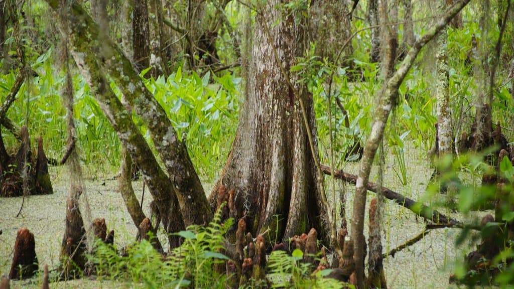 Palmetto Trail