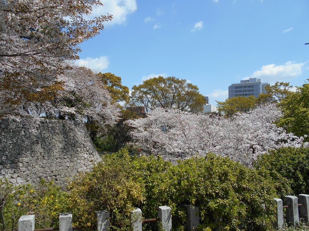 大手門跡辺りの満開サクラ