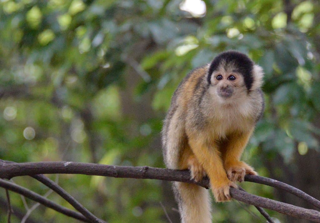 Bolivian squirrel monkey 
ボリビアリスザル