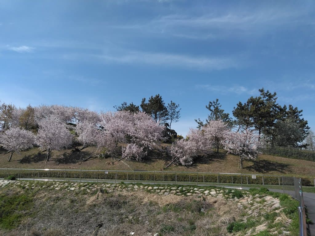 公園南側の桜