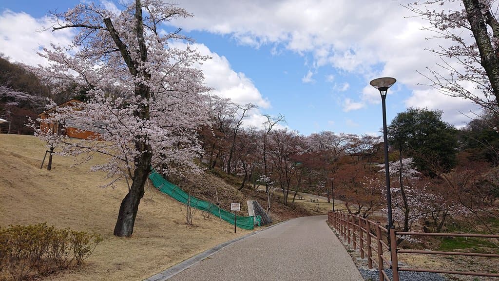 観音山公園　桜満開の季節が最高
