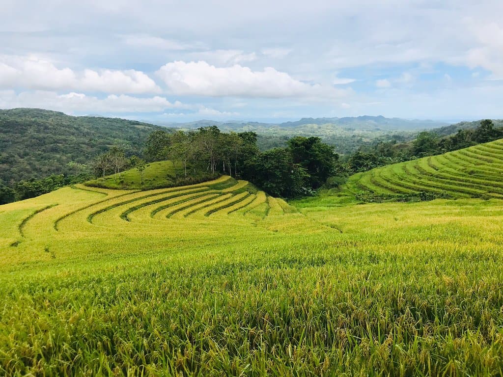 Cadapdapan Rice Terraces