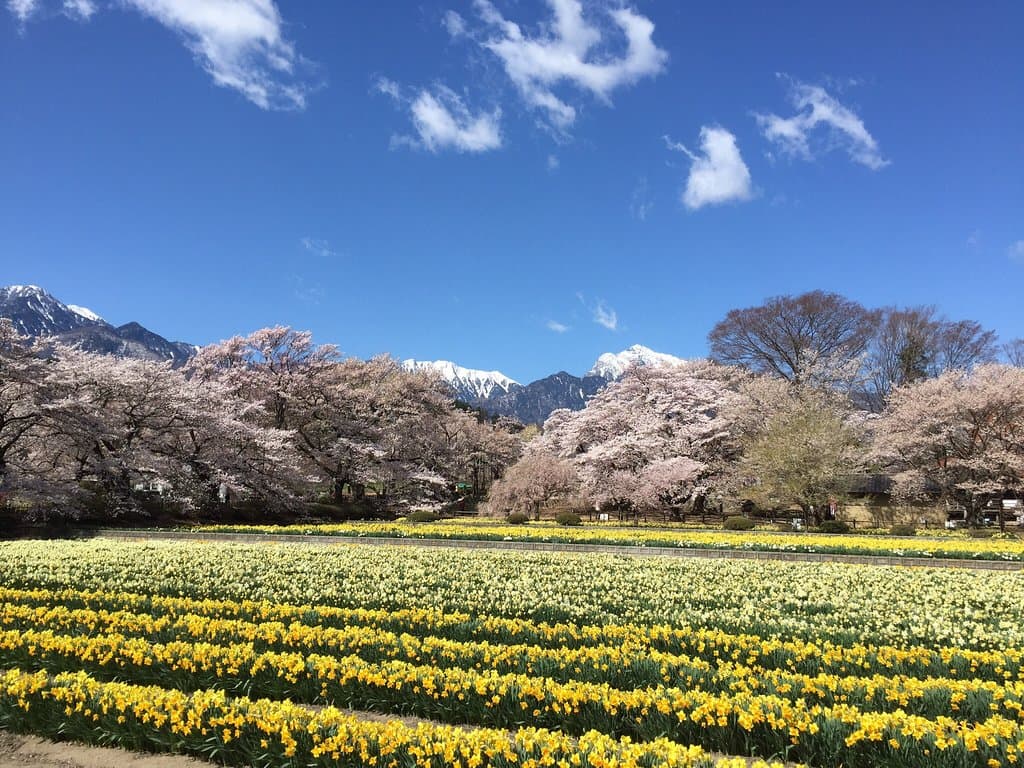 Jisso-ji Temple Yamataka Jindai-zakura