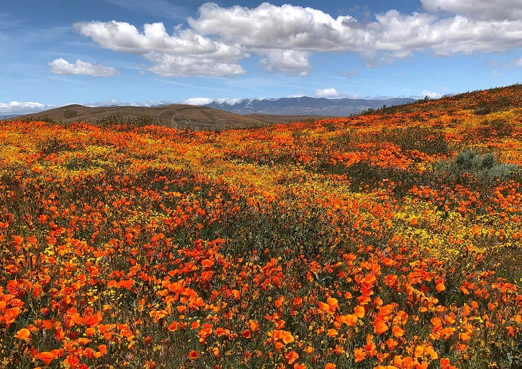 wildflowers in bloom