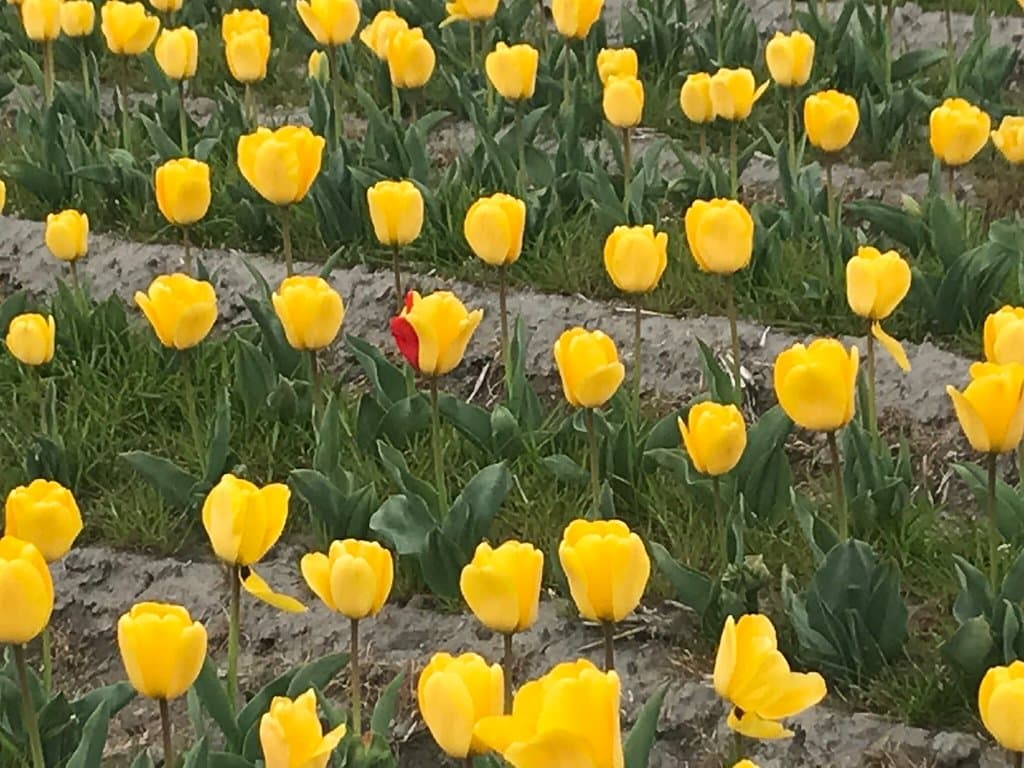 Hamura Tulip Fields