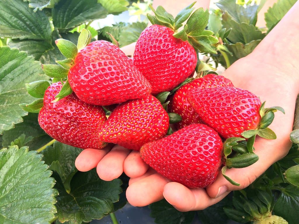 Pick your own delicious strawberries 