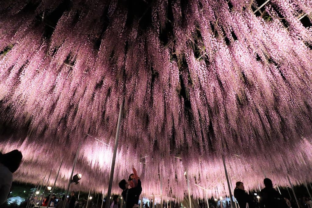 Now, the park has the best time.
More information from this site ↓
https://www.ashikaga.co.jp/parkdayori/flower.php
Pale Red Wisteria, Purple wisteria, White wisteria is a garden that can be seen at the same time three colors.
Greate wisteria... full bloom　　
Double Flowered Wisteria... full bloom　
White wisteria. Good time.
Purple Wisteria... full bloom
Yellow wisteria... flowering