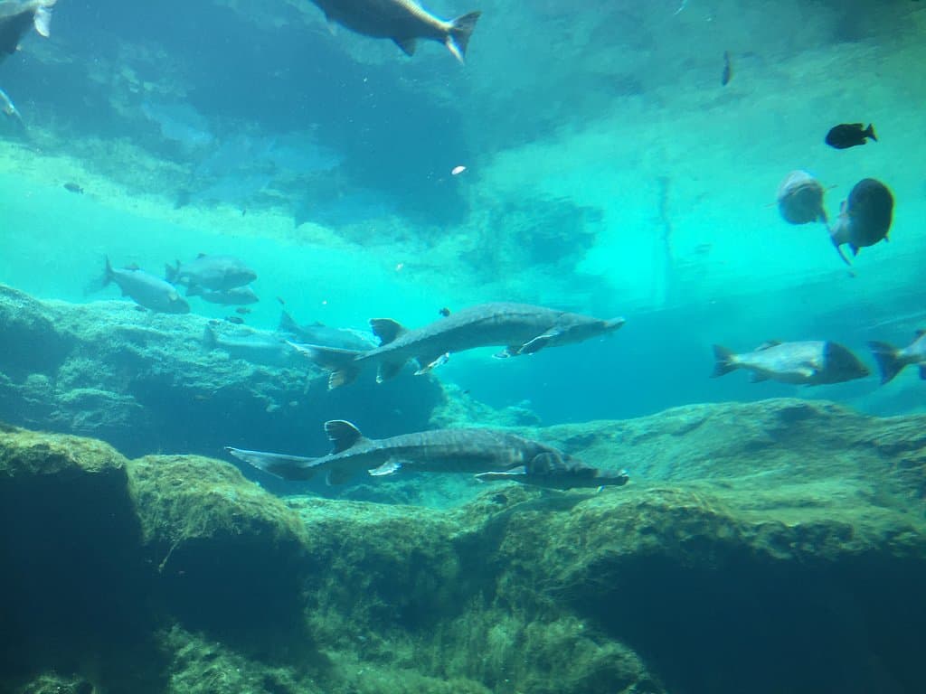 The largest tank