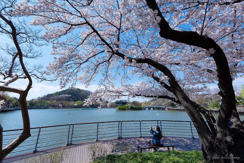 Duryu Park at Seongdangmot Pond with cherry blossom tree in spring in Daegu city of korea, in south korea