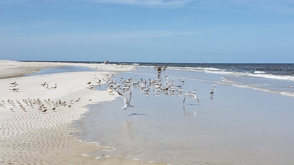 Amelia Island Beach