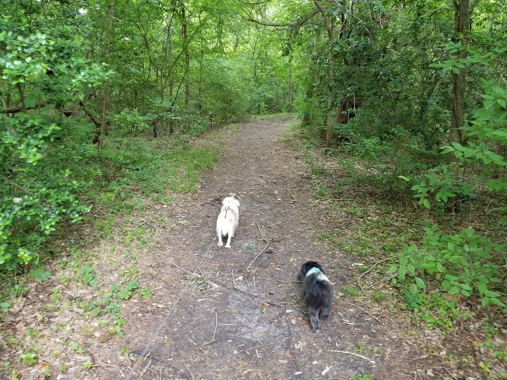 Wooded hiking trail
