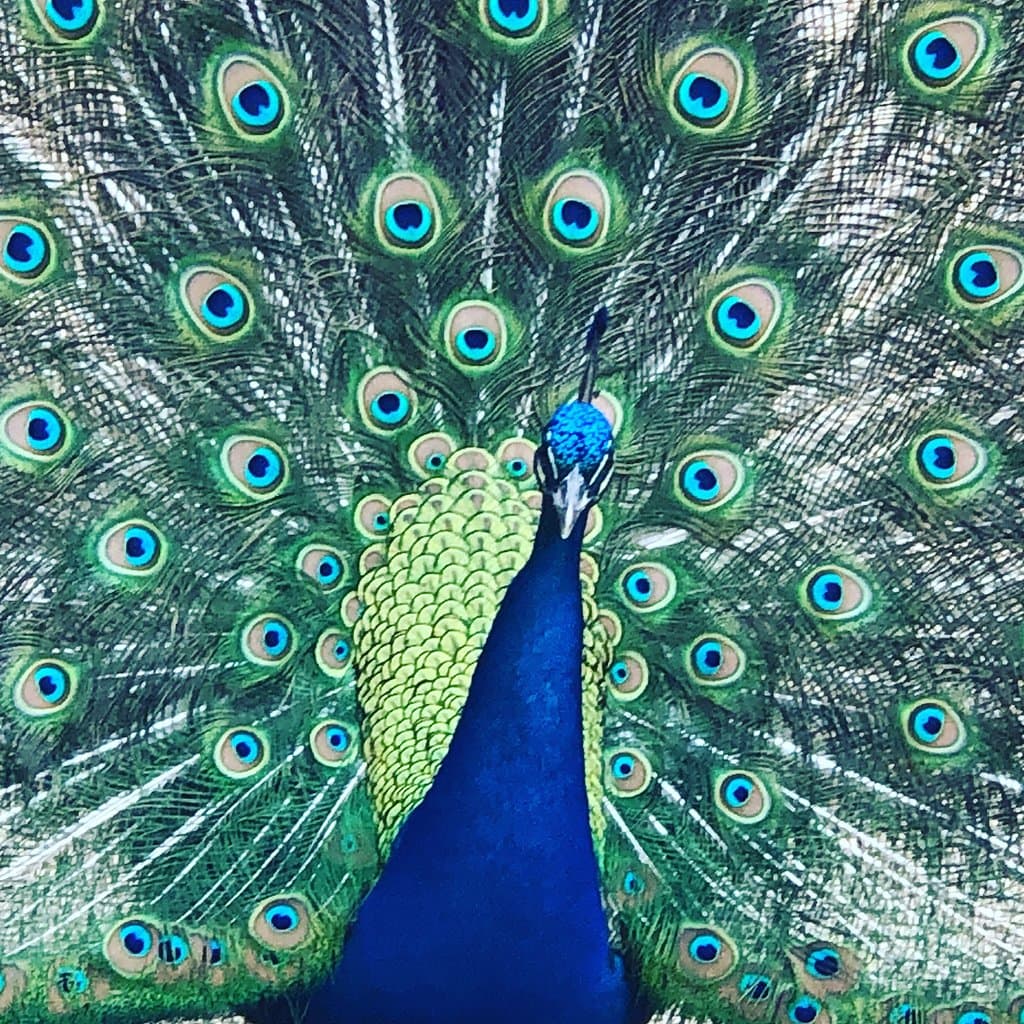Austin Zoo