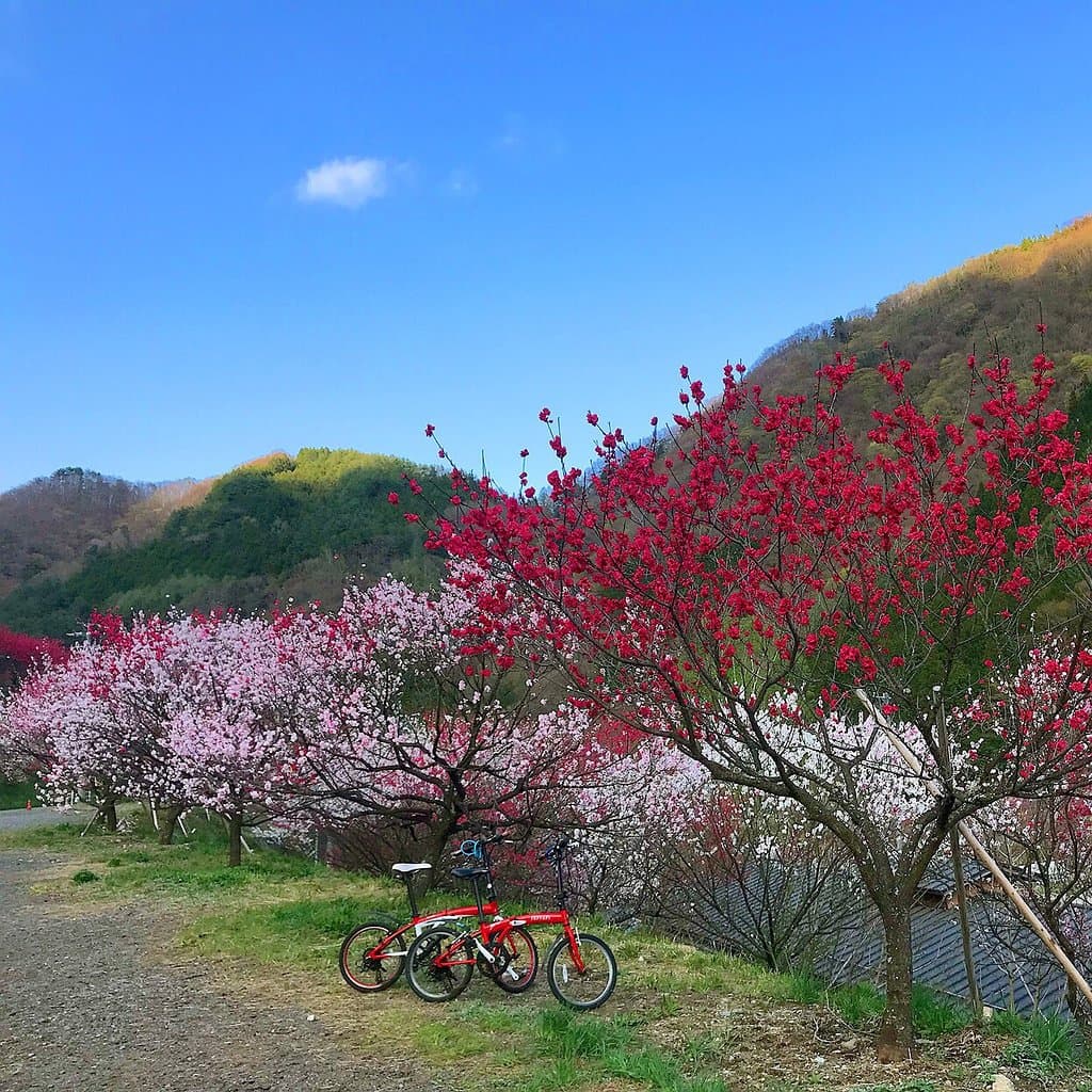 Hanamomo no Sato