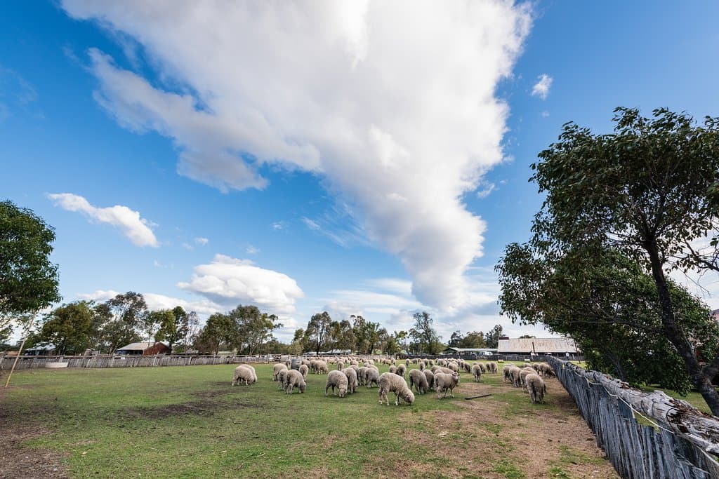 Our grounds are rich with history and are still home to a flock of sheep.