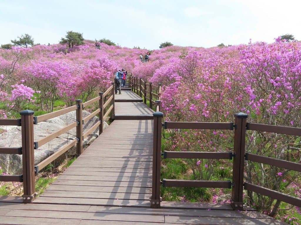 Mt Biseulsan National Park