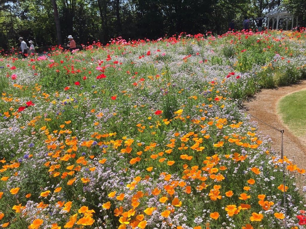 Blue Bonnet Wildflower Garden