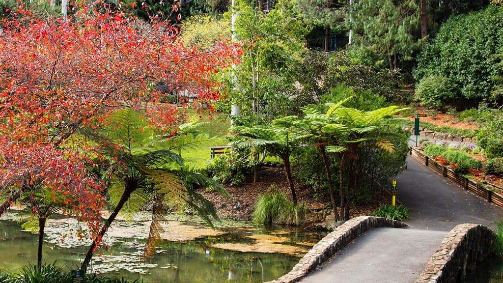 Mt Tamborine Gardens. May 2019