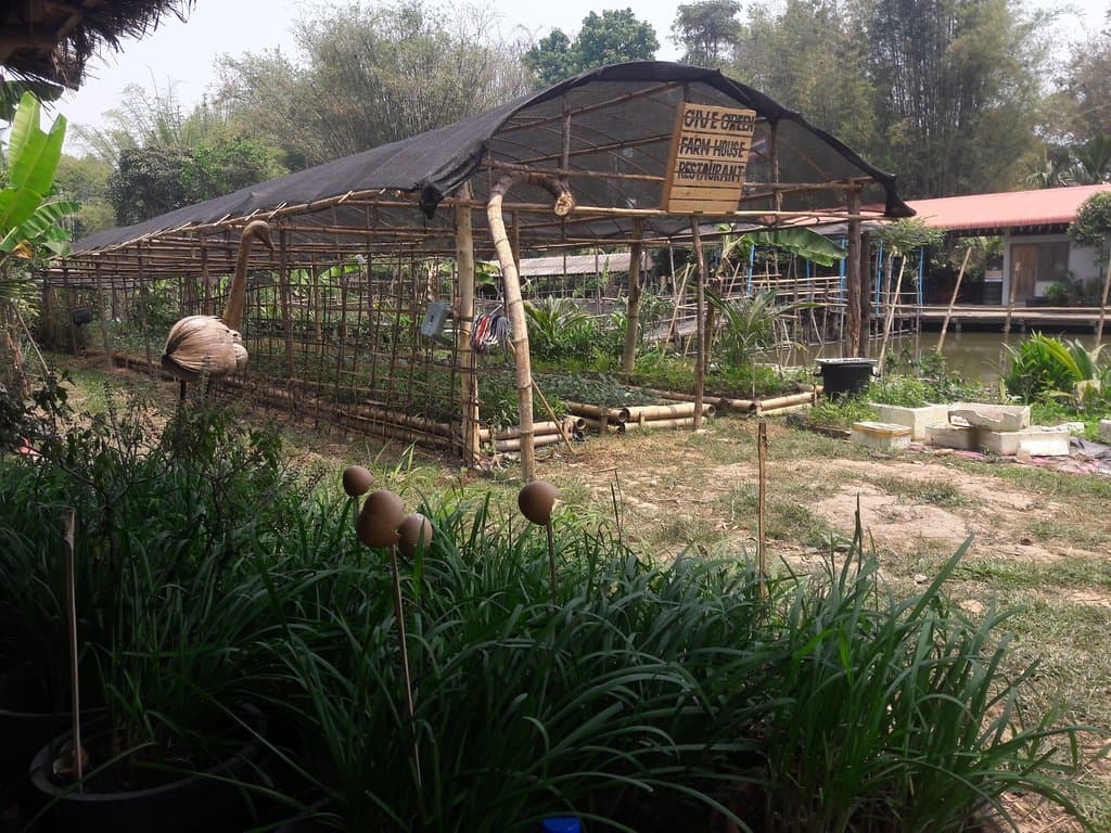 Spring onion for pad Thai