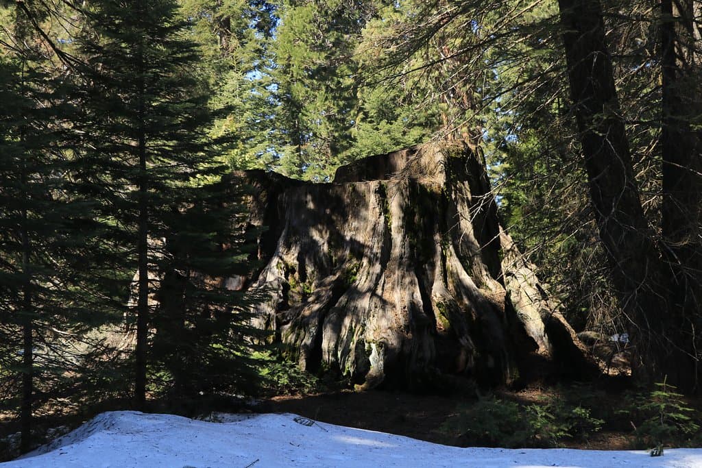 Big Stump Basin - another stump