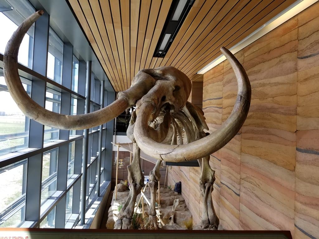 Fossil remnants @ The Welcome Center