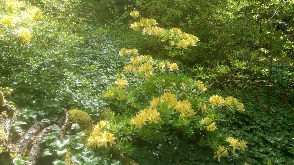 Stagshaw Garden
