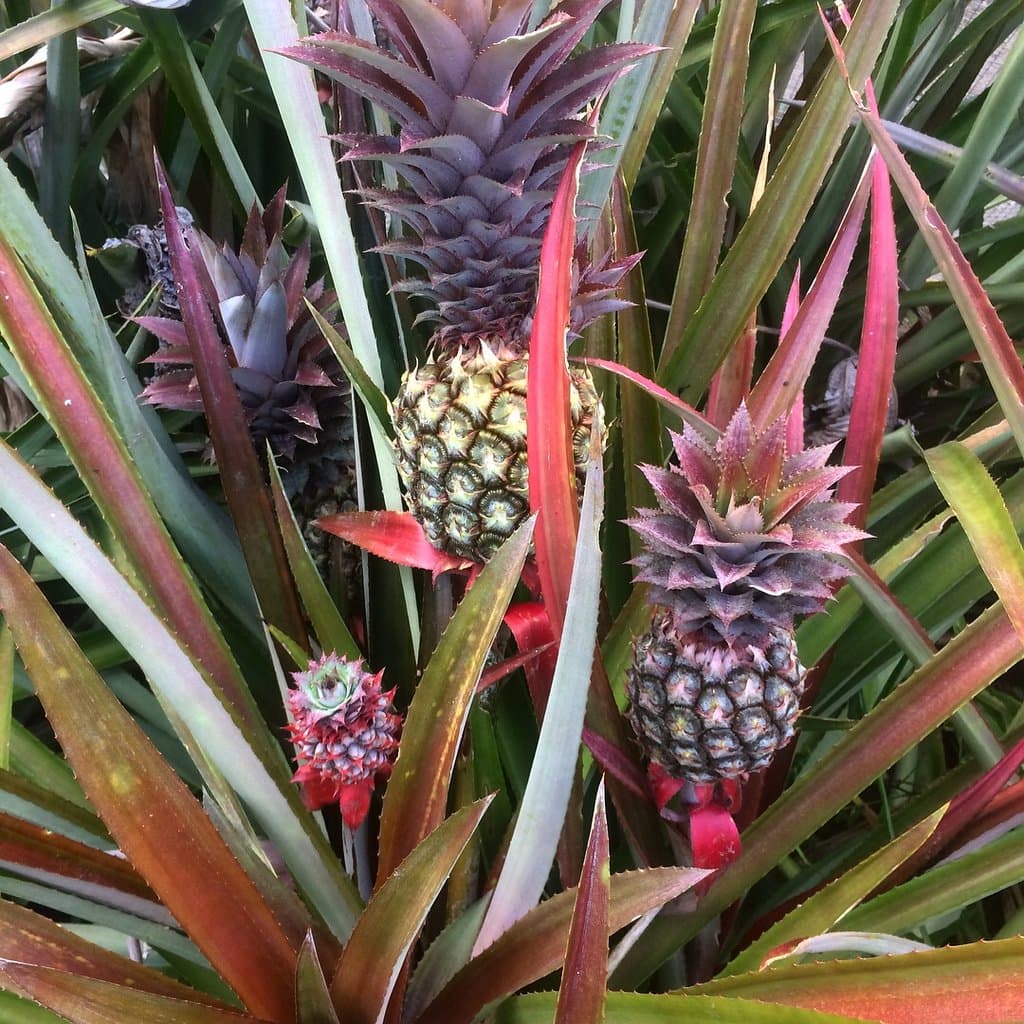 Barbados Black pineapples.