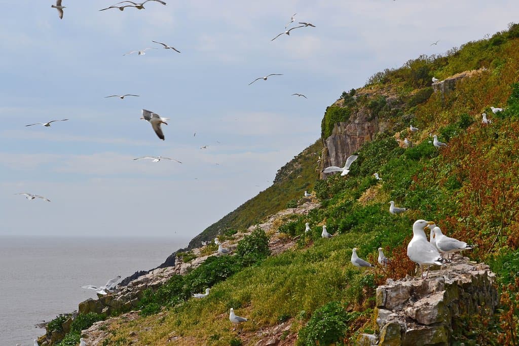 Gulls
