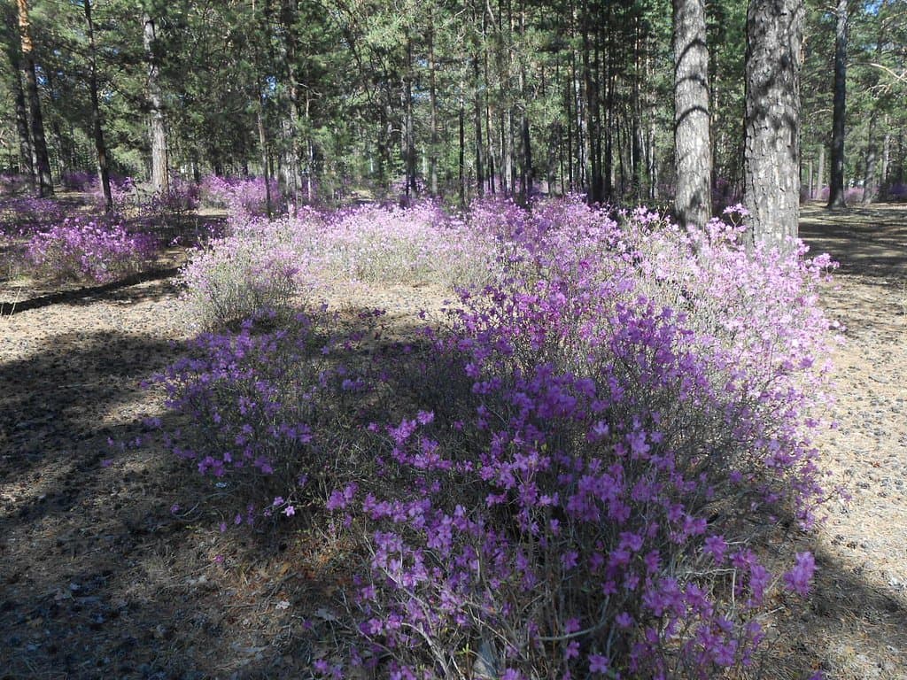 Railroad Workers Park, Chita, Russia. A photo of the purple, Bagulnik (Багульник) / Ledum / Wild Rosemary / Рододе́ндрон дау́рский plants that bloom in the month of May.