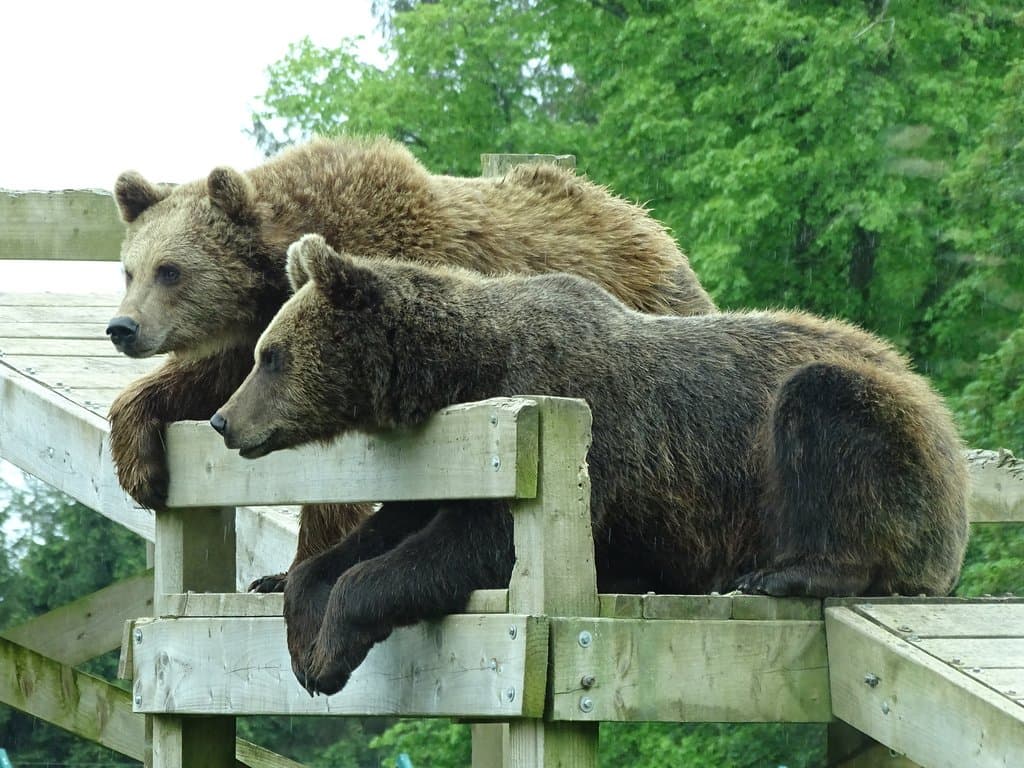 European Brown Bears