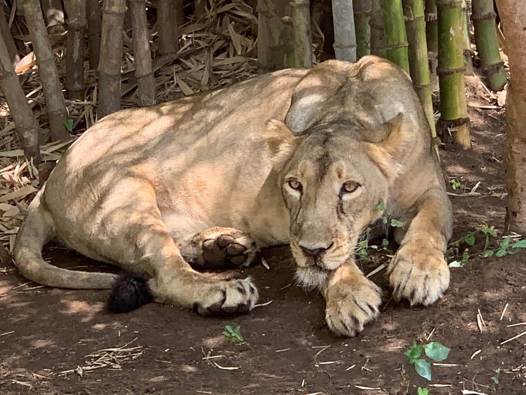 Vasona Lion Safari Park