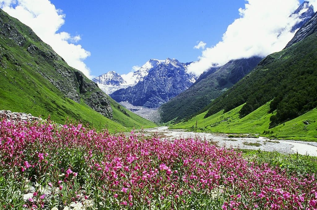this image is valley of flowers season July to August.