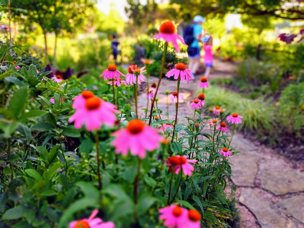 Flowers with blur effect