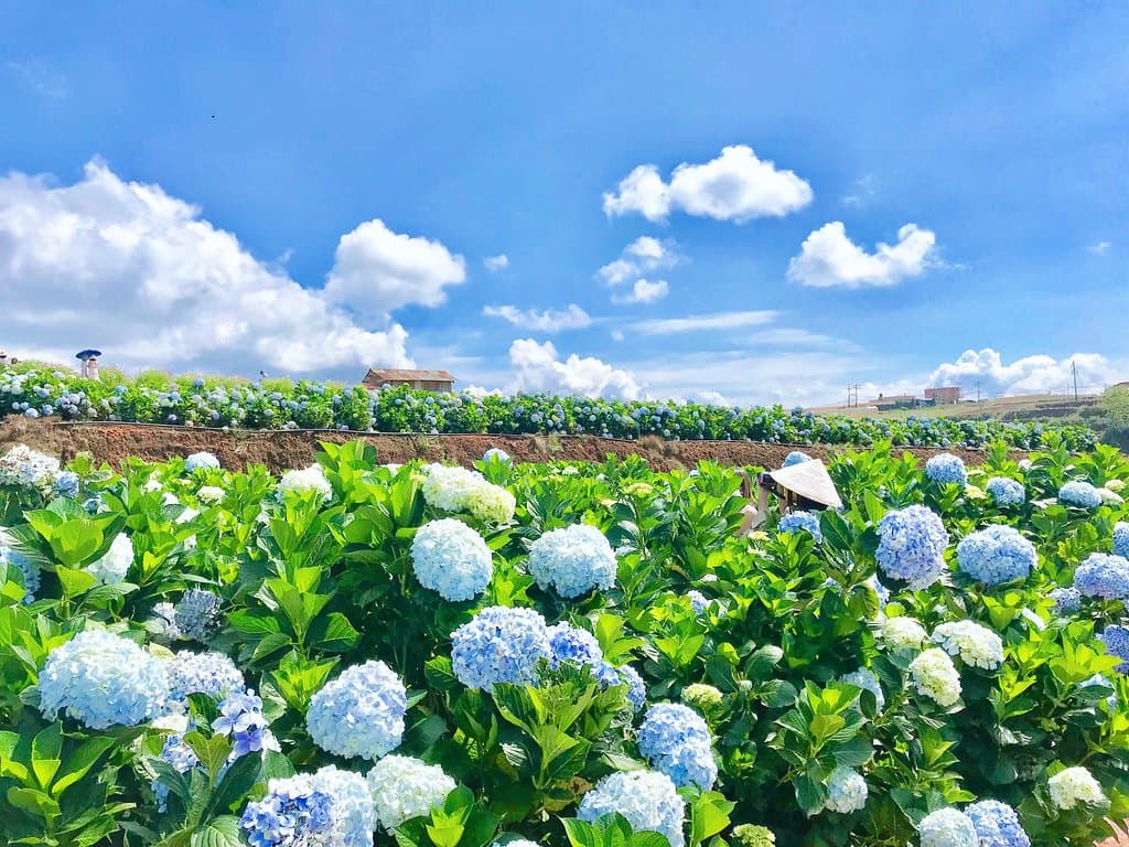 Hydrangea Garden Trai Mat