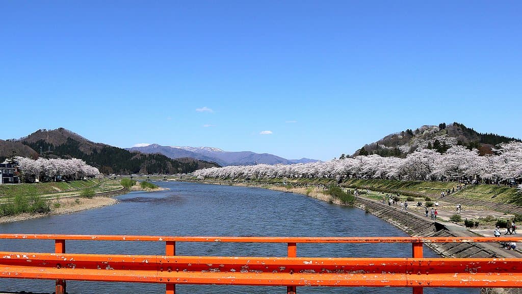 横町橋から眺めた桜並木