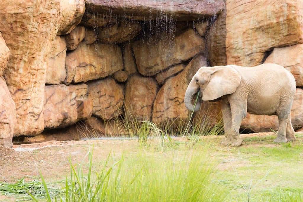 Nuestros elefantes cuentan con una cascada donde pueden refrescarse  y jugar con el agua. 