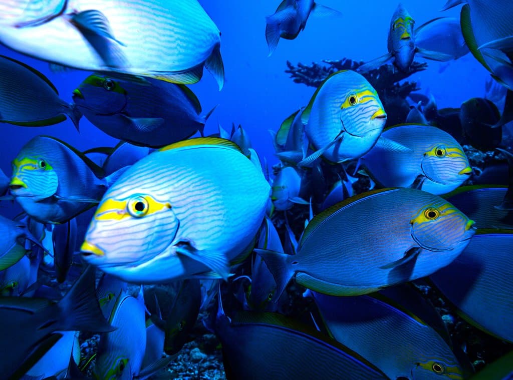 komodo blue surgeons