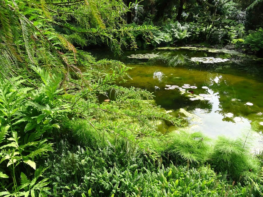 Pinetum