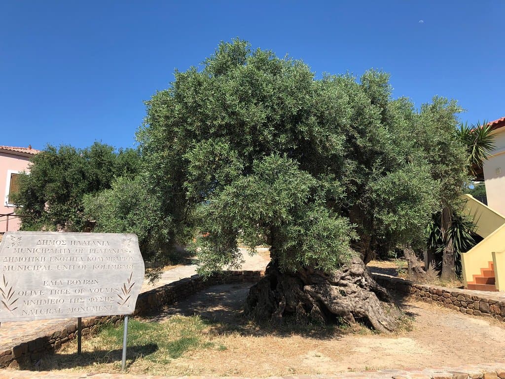 Ancient Olive Tree Kavousi